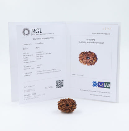 14 Mukhi Nepal Rudraksha Bead | Lab Certified