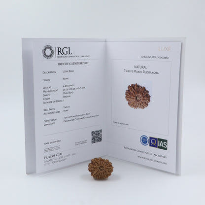 12 Mukhi Nepal Rudraksha Bead | Lab Certified