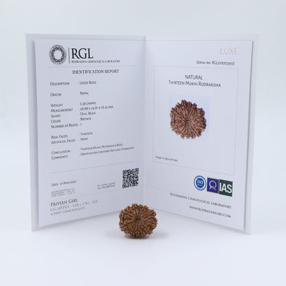 13 Mukhi Nepal Rudraksha Bead | Lab Certified