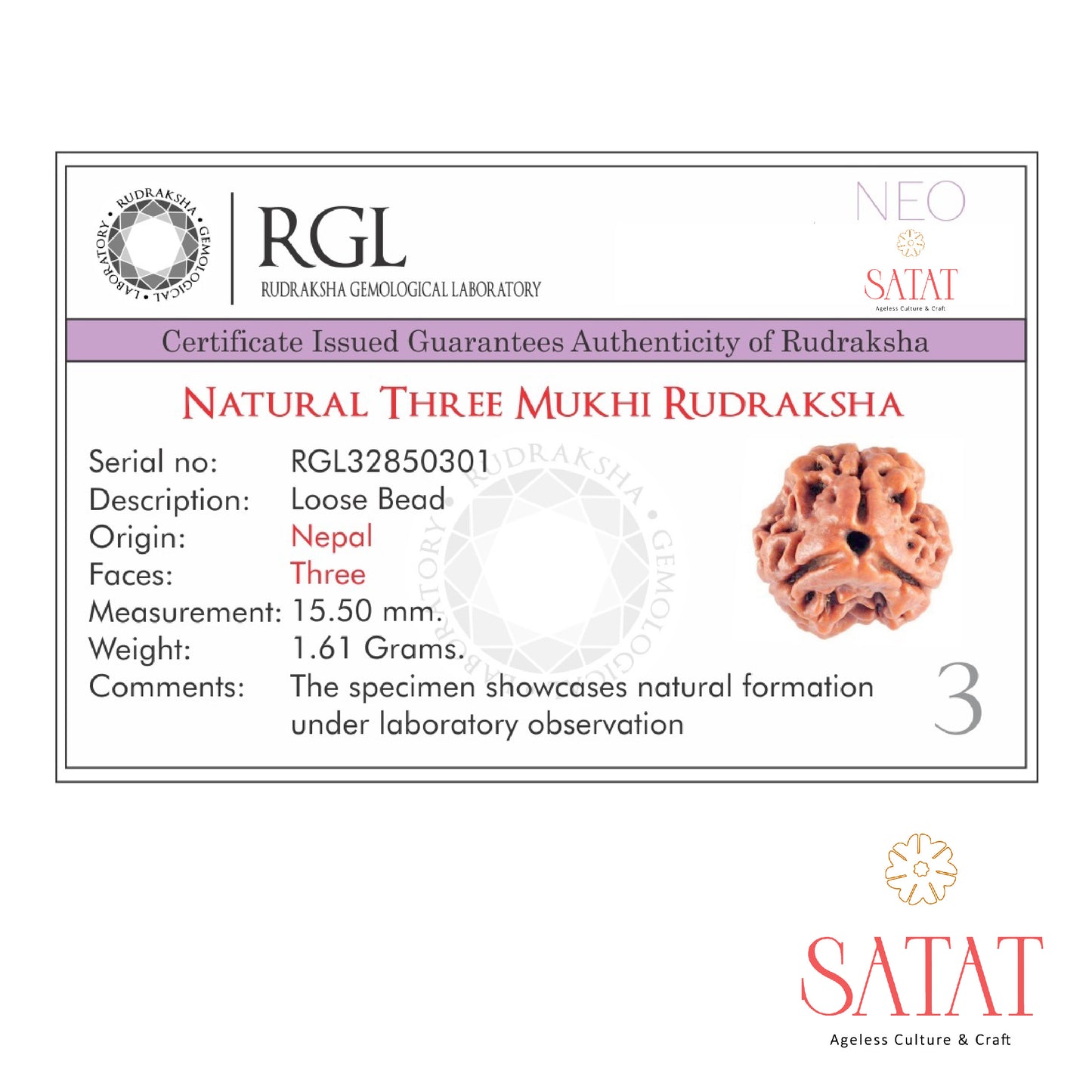 3 Mukhi Nepal Rudraksha Certificate