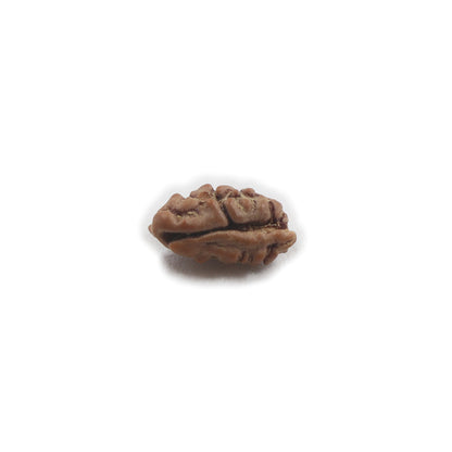 Indonesian Ek Mukhi One Face Rudraksha Bead